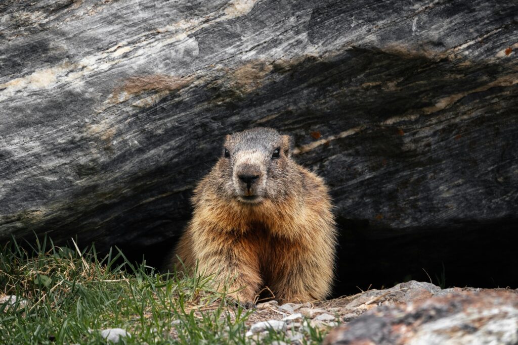 A close-up of an alpine marmot in its natural habitat, hiding under a rock in Tirol, Austria.