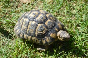 turtle, moorish turtle, greek tortoise