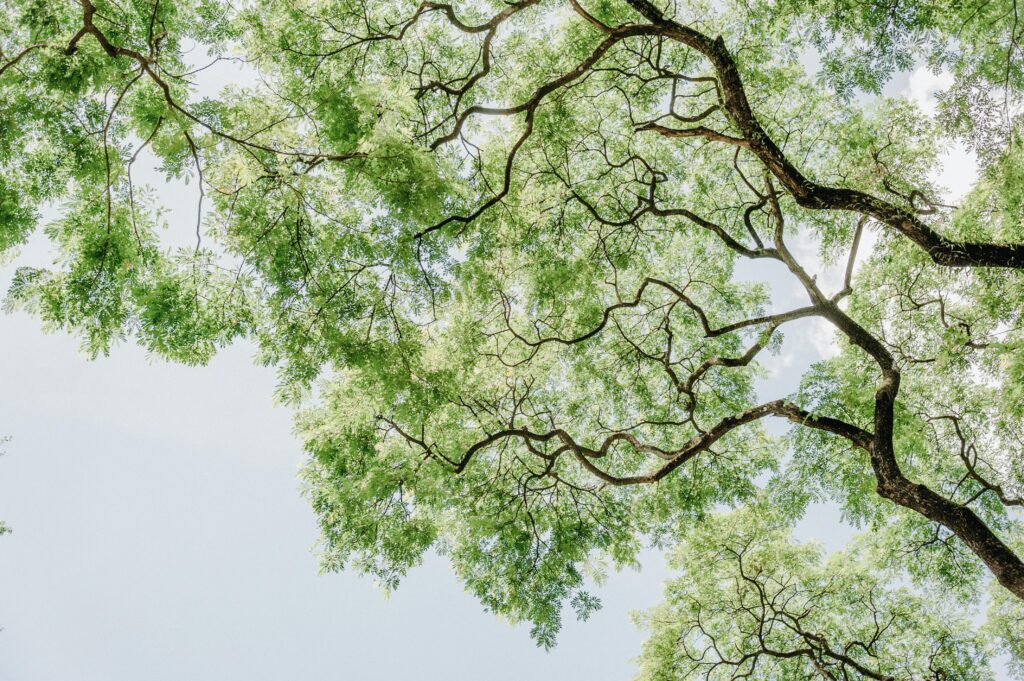 A bright summer view of tree branches and leaves against a clear blue sky.
