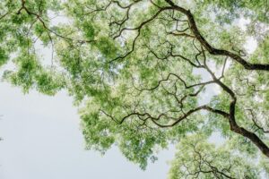 A bright summer view of tree branches and leaves against a clear blue sky.