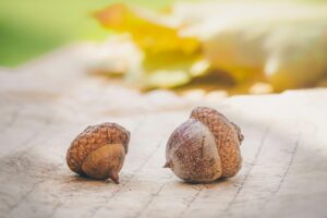 A detailed close-up image of acorns with a soft focus background, showcasing nature's beauty.